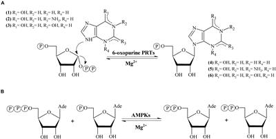 Hypoxanthine-Guanine Phosphoribosyltransferase/adenylate Kinase From Zobellia galactanivorans: A Bifunctional Catalyst for the Synthesis of Nucleoside-5′-Mono-, Di- and Triphosphates